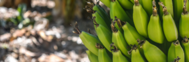 bananas growing in a tree