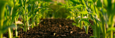 plants-growing-out-of-soil