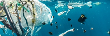 marine-plastic-near-school-of-fish