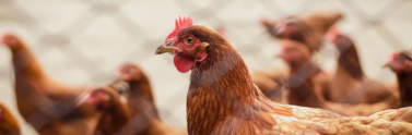 brood-of-hens
