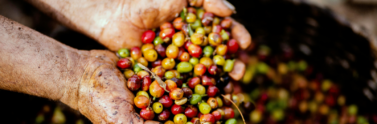 farmer-holding-coffee-beans