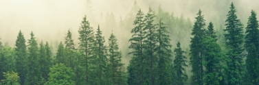forest-covered-in-white-fog