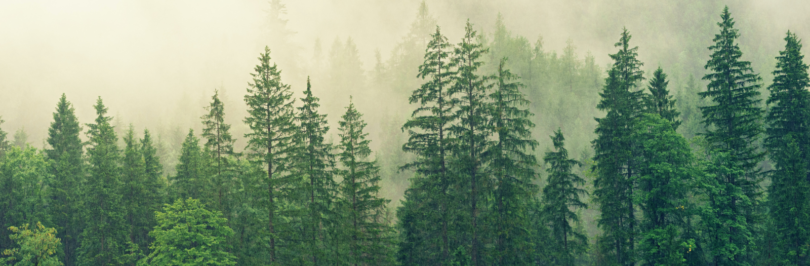 forest-covered-in-white-fog