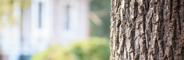 tree-bark