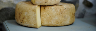 wheel-of-cheese