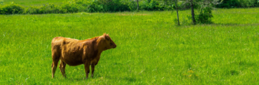A cow in the middle of farmland.