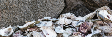 oyster shells on a beach