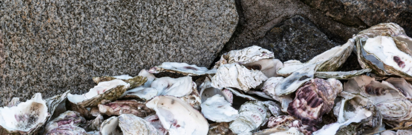 oyster shells on a beach