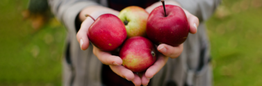 Person holding apples