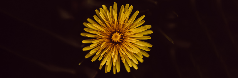 Yellow flower in black background