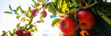 apples on a tree
