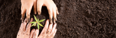 Two people planting a green plant in the soil