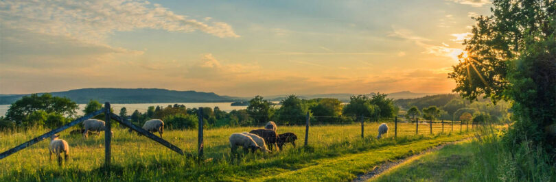 cattle on a farm