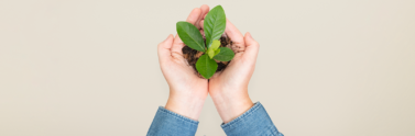 Hands cupping plant on plain background