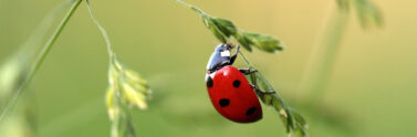 ladybug on leaf