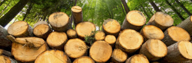 logs in a forest