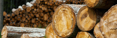 Pile of logs cut down in the forest