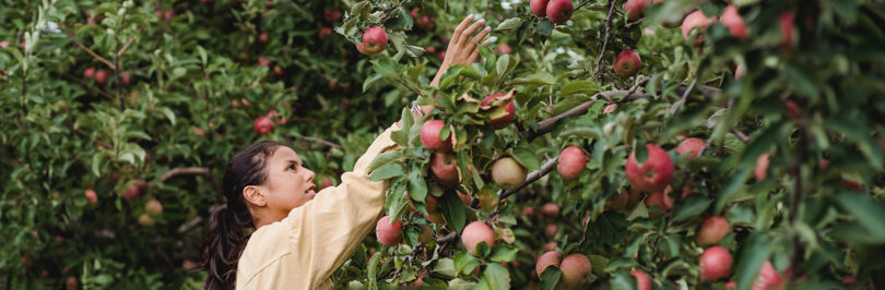 girl picking an apple