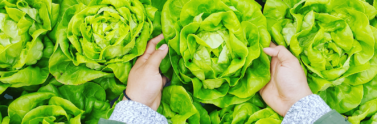 person picking green lettuce