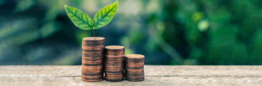 Table with a stack of coins with a small green leaf on top
