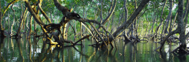 Mangroves